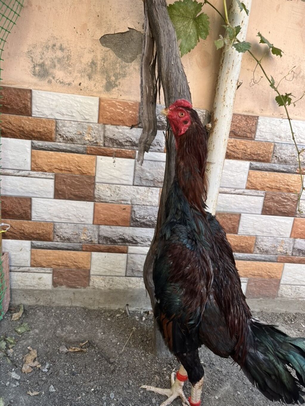 Heyratı 8ay yarm beçə endirim edərəm cuzi unvan biləcəri — Toyuq və xoruz, Mehdiabad