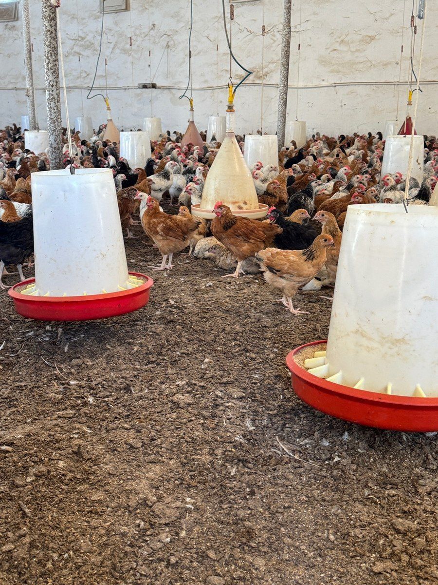 Kənd çolpaları — Quşlar, Bakı (3)