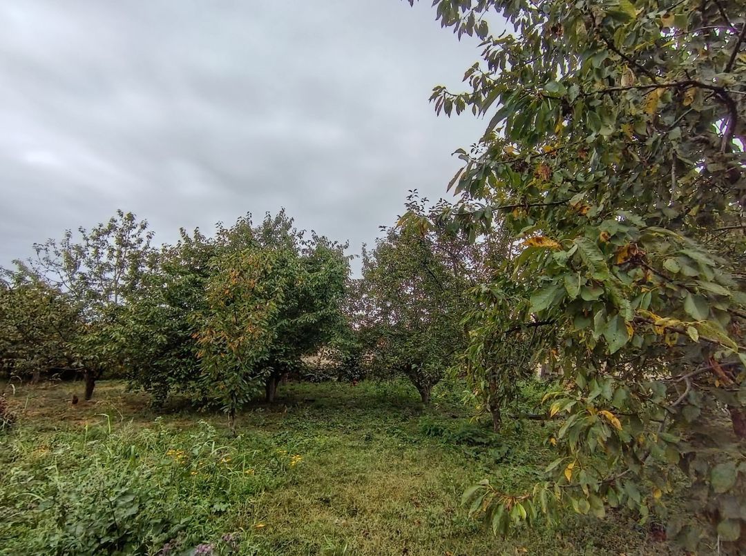 8 sot torpaq sahəsi, Quba r — Torpaq, Quba (8)