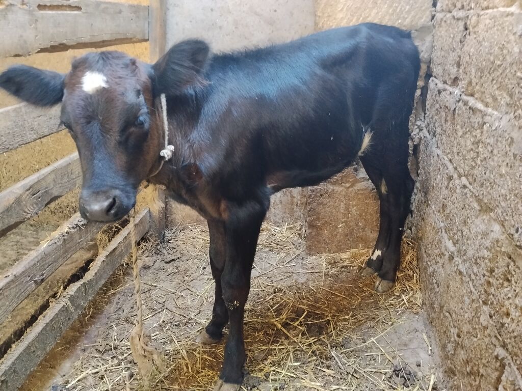 Süd yönümlü inək və buzov - Cins: qarışıq, qara-ağ ala rəngli - Yaş — Kənd təsərrüfatı heyvanları, Digah (6)