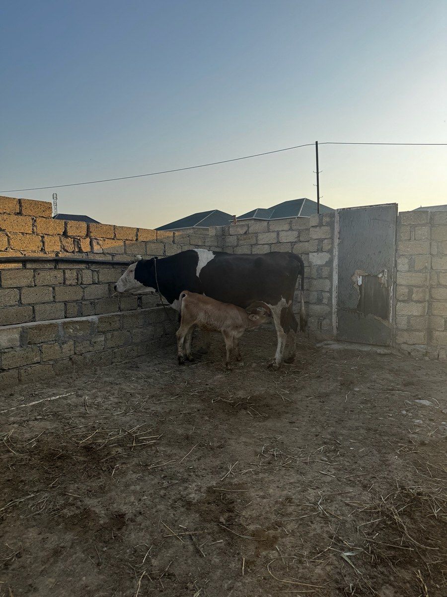 İnək və balası — Kənd təsərrüfatı heyvanları, Sumqayıt (4)