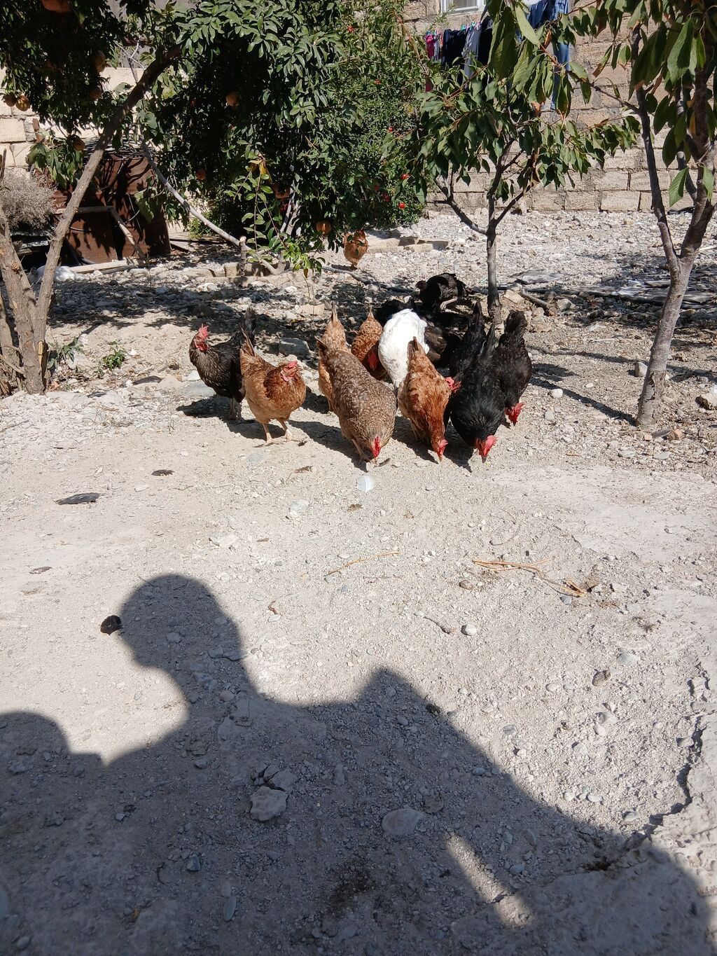 Toyuq, Yumurtalıq — Toyuq və xoruz, Sumqayıt (7)