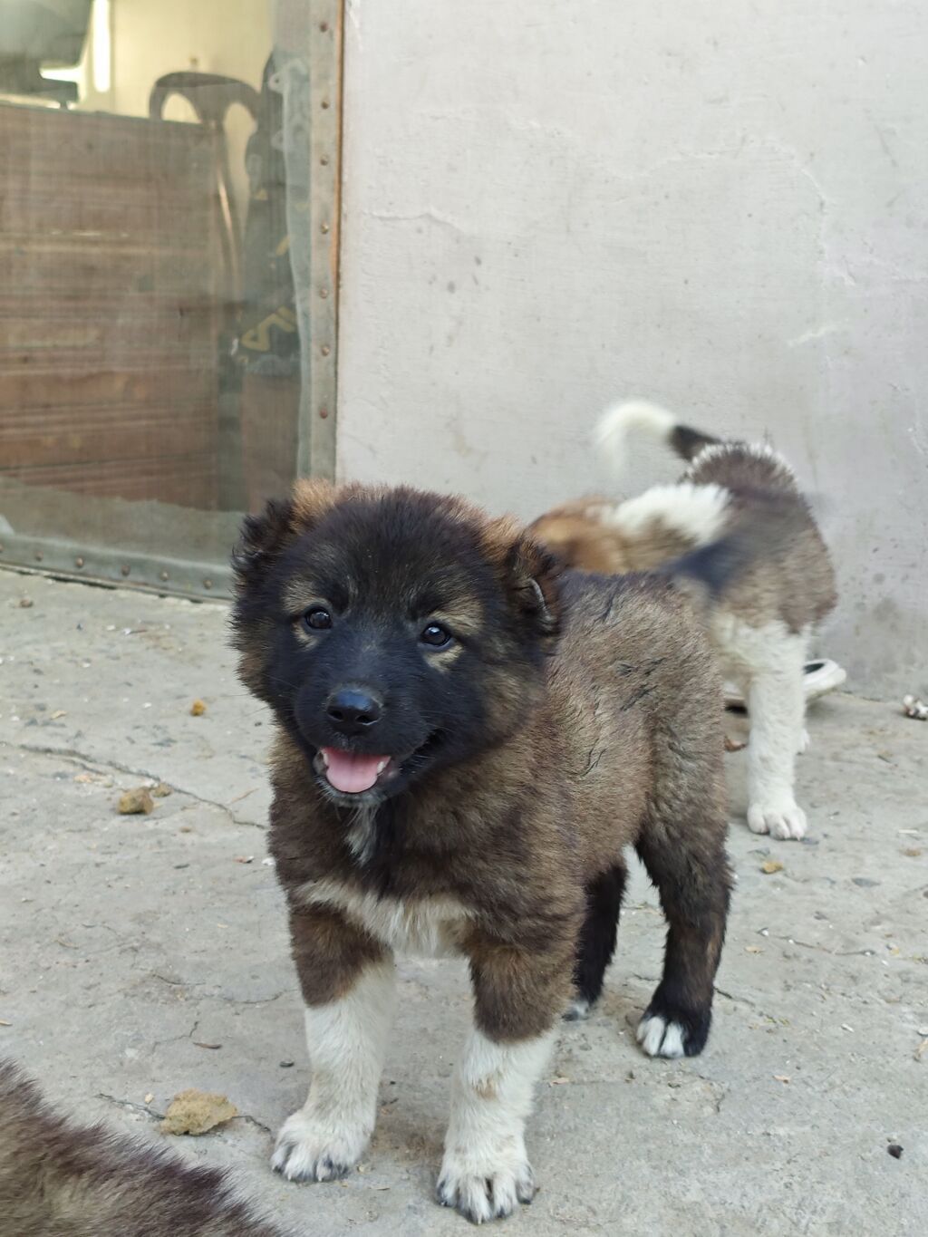 Qafqaz çoban iti, 1 ay, Erkək, Peyvəndli, Ünvandan götürmə, Pulsuz çatdırılma, Ödənişli çatdırılma — Köpəklər, Mingəçevir (2)