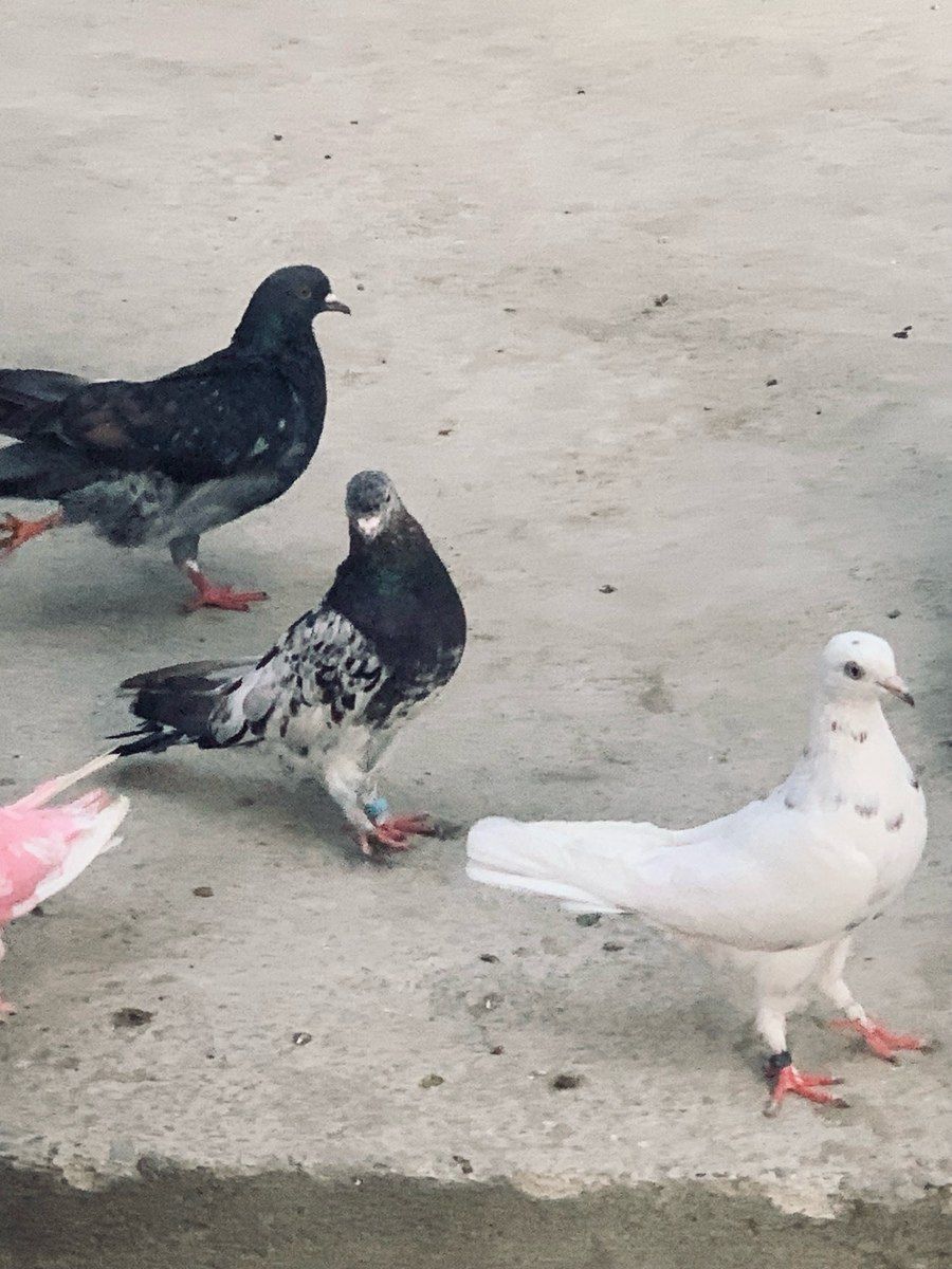Göyərçinlər — Quşlar, Bakı (4)
