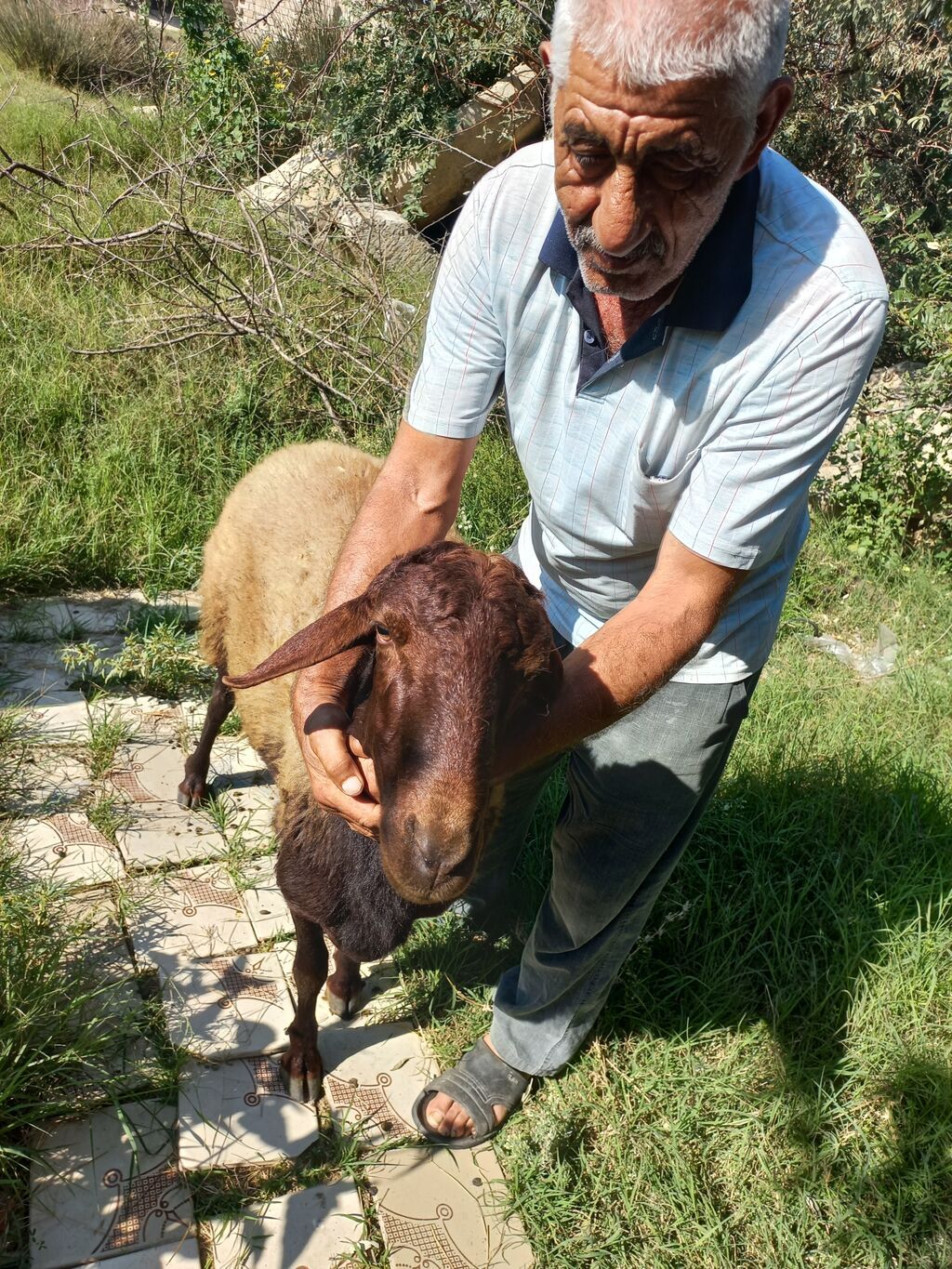 Qoyun – qala cinsi - Cins: Qoç - Boy-buxun: Uzunbədənli, möhkəmli — Kənd təsərrüfatı heyvanları, Bakı (4)