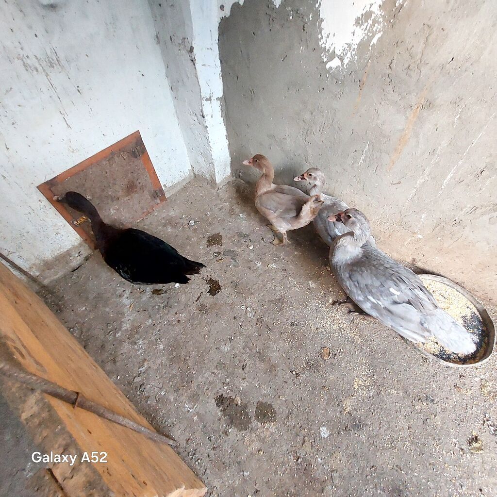 2 Lavanda 1 Fındığı 1 ədəd də Zümrüdü Lal ördəy satılır orginal — Digərləri, Digah (7)