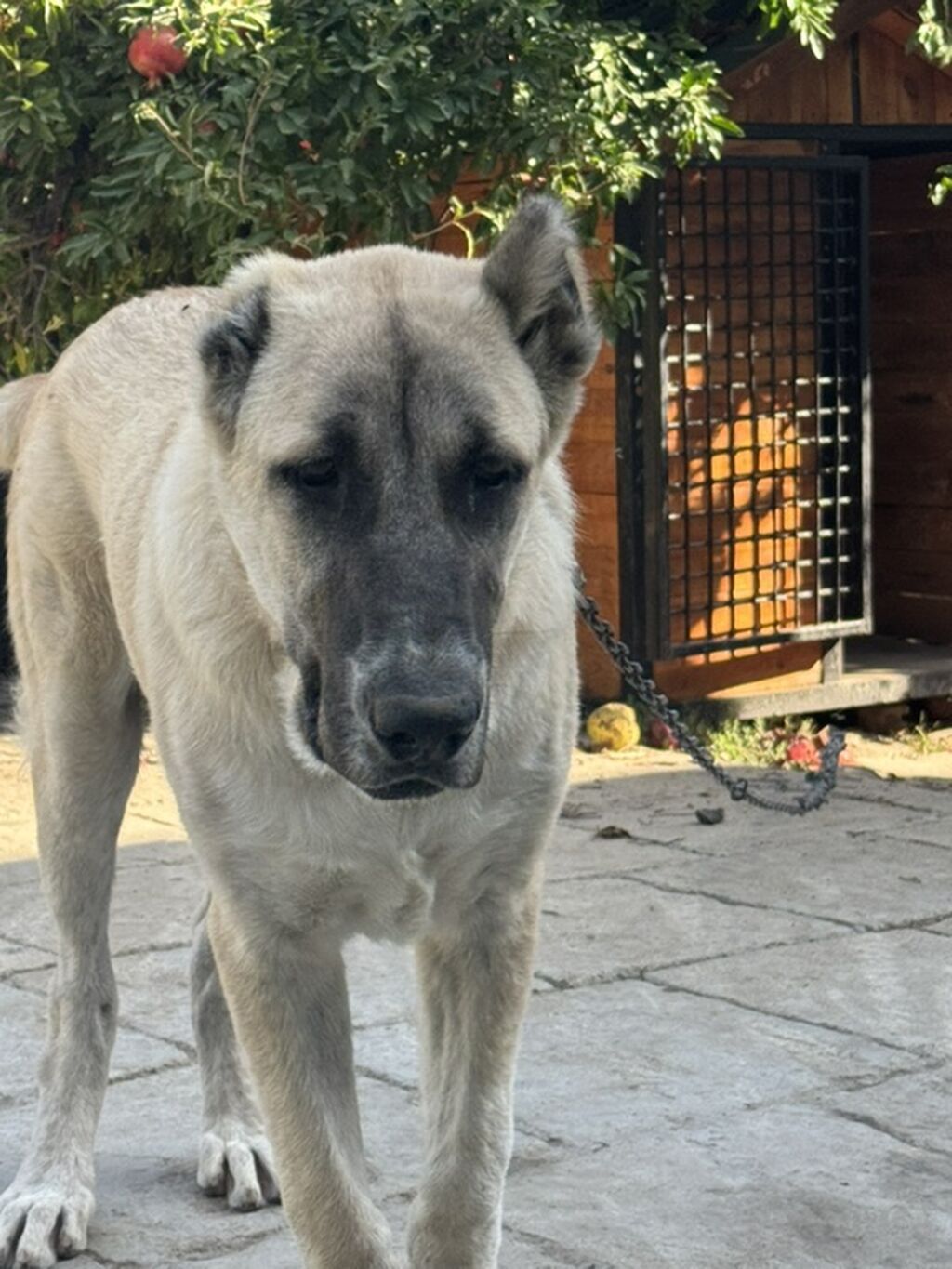 Kanqal, 6 ay, Erkək, Peyvəndli — Köpəklər, Şirvan (3)