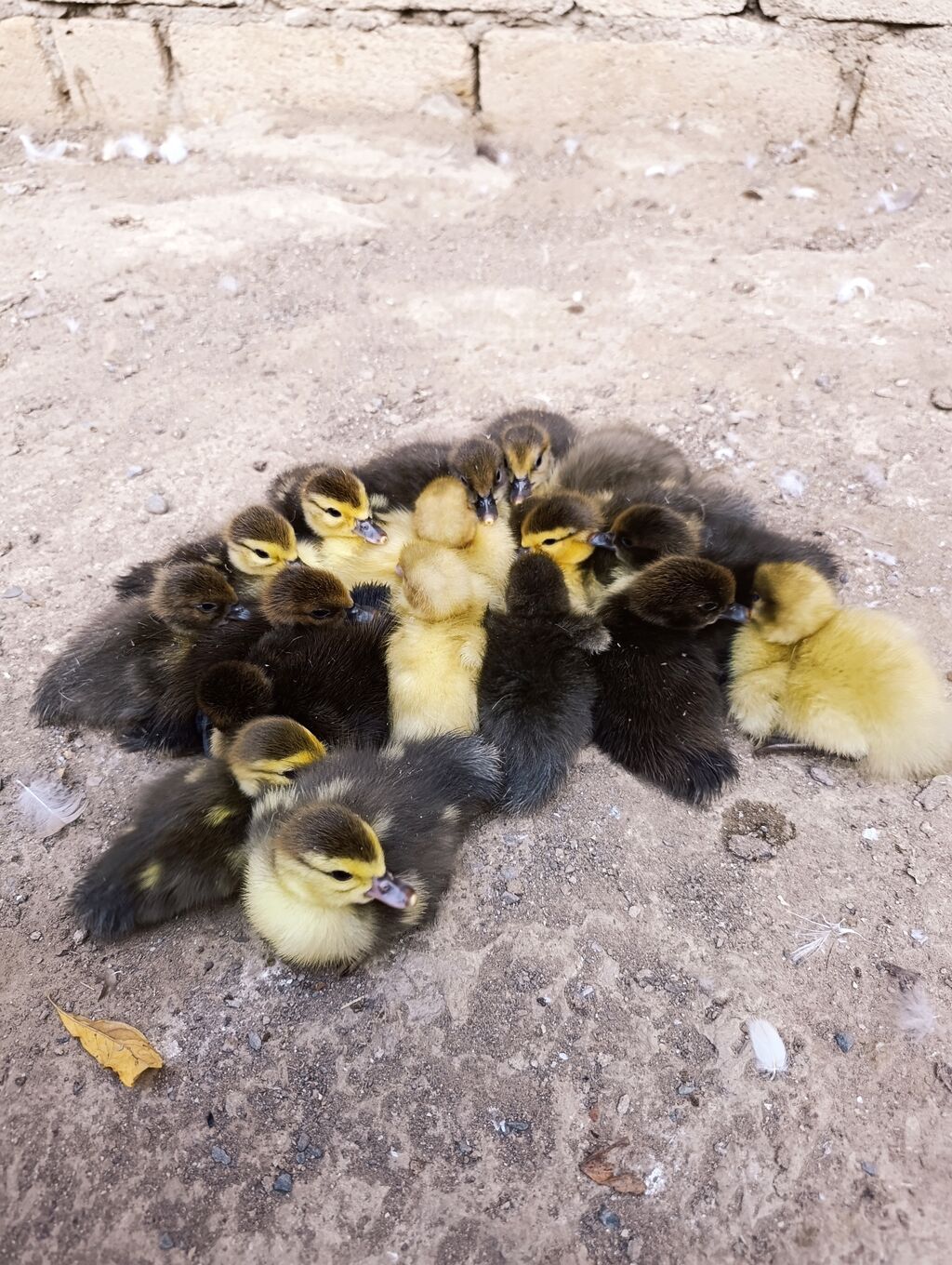 Satilir 18 dene lal ördek balasi.Ag, gümüşü,qara cinslerdi ünvan — Digərləri, Bakı (2)