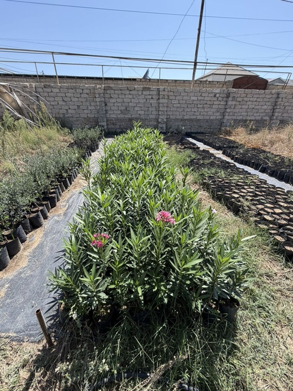 Alyandra 2200 ədəd. Boyları 50-100 cm. Topdan satış 4 manat, pərakəndə — Bitkilər, Digah (2)