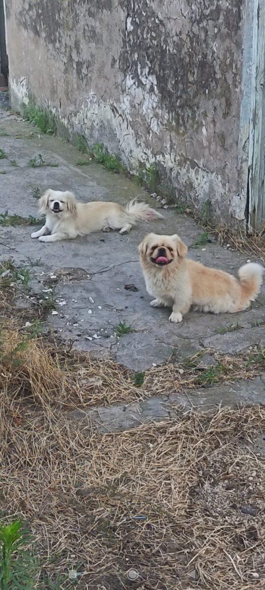 Pekines — Köpəklər, Bakı (5)