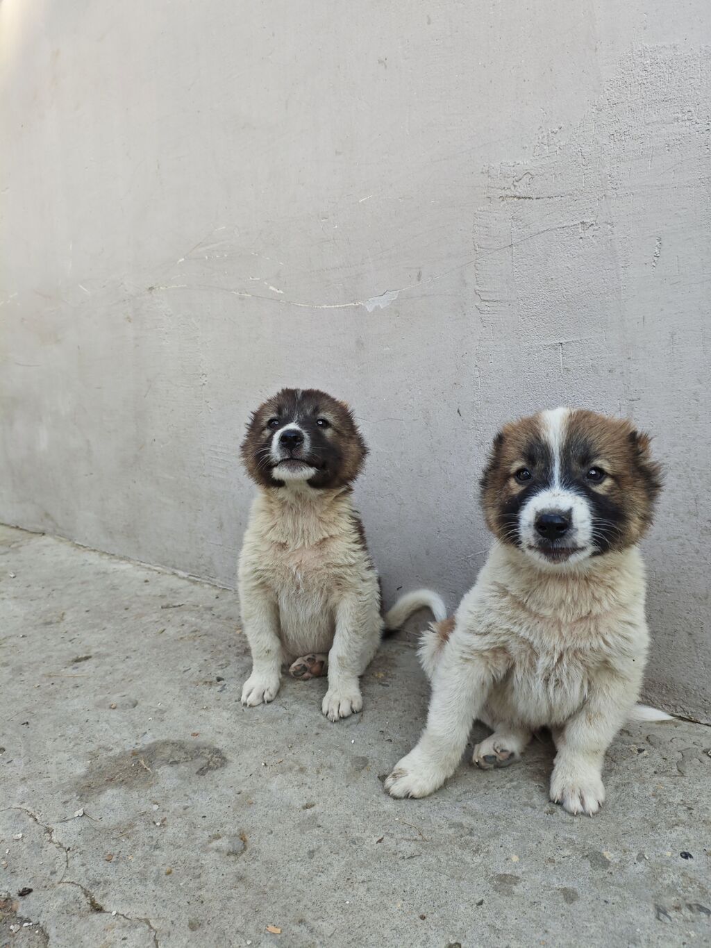 Qafqaz çoban iti, 1 ay, Erkək, Peyvəndli, Ünvandan götürmə, Pulsuz çatdırılma, Ödənişli çatdırılma — Köpəklər, Mingəçevir (5)