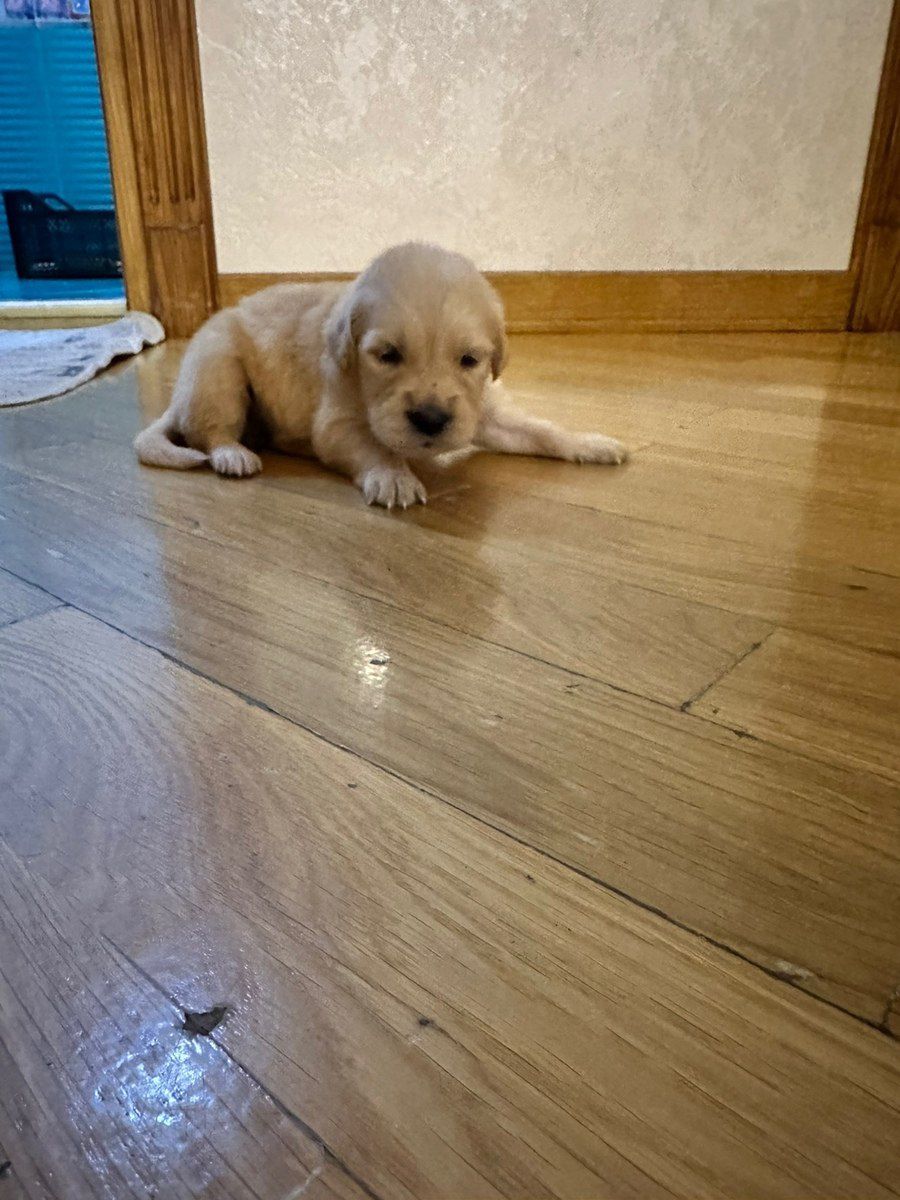 Golden Retriver balaları — Köpəklər, Bakı (2)