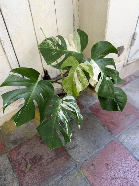 Monstera qiymətlər müxtəlifdir. 15-70azn. Albo 55azn. Ünvan Şamaxinka — Masazır