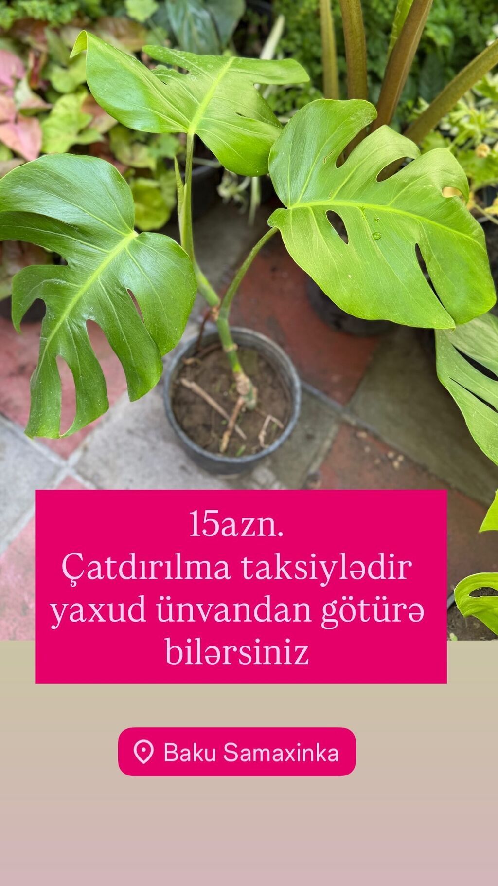 Monstera qiymətlər müxtəlifdir. 15-70azn. Albo 55azn. Ünvan Şamaxinka — Qapı bitkələri, Masazır (5)