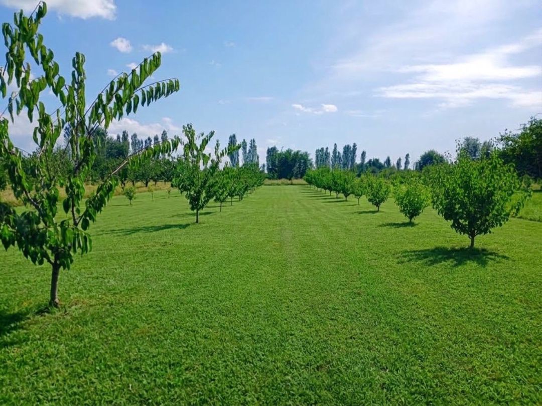 Satılır torpaq 50 sot — Torpaq, Quba (2)