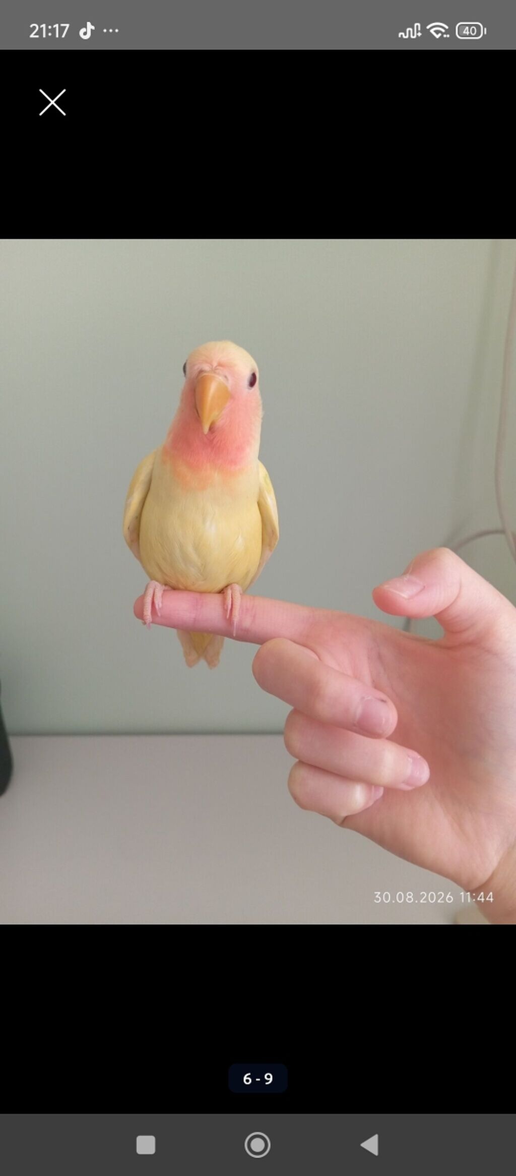 Sarı rəng nerazlucnik (lovebird) satılır.Dişidir.2 ay yarımlıqdır. Ələ — Tutyun papağayı, Bakı (2)