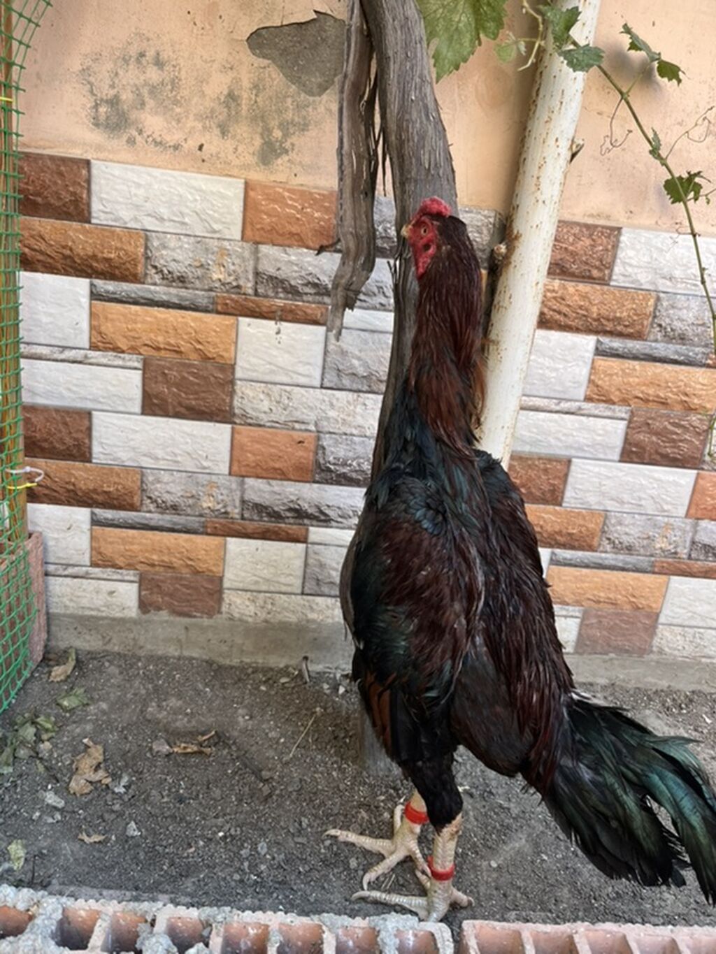 Heyratı 8ay yarm beçə endirim edərəm cuzi unvan biləcəri — Toyuq və xoruz, Mehdiabad (3)