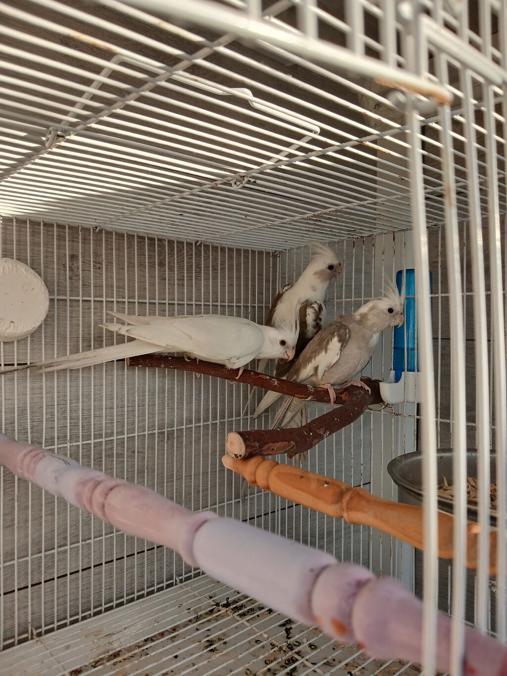 Nymph (kokatiel) quşları – müxtəlif rəng növləri - Növ: Nymph parrot — Tutyun papağayı, Bakı (4)