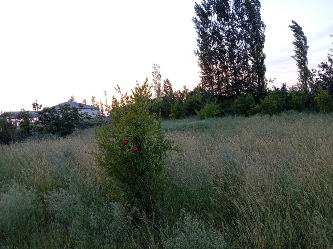 Satılır 3 otaqlı həyət evi/bağ evi 60 m² — Ev, villa, Sabirabad (6)