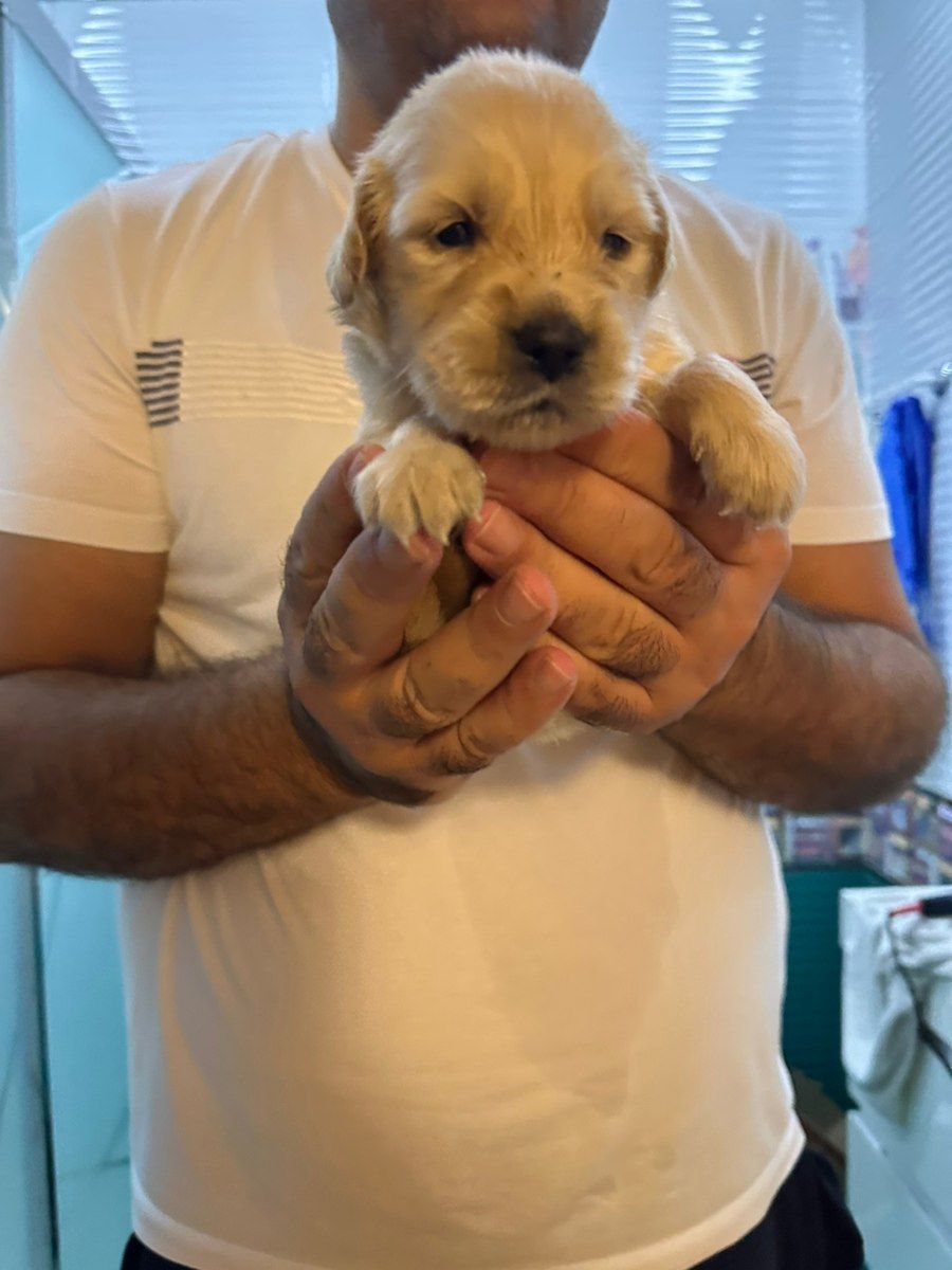 Golden Retriver balaları — Köpəklər, Bakı (5)