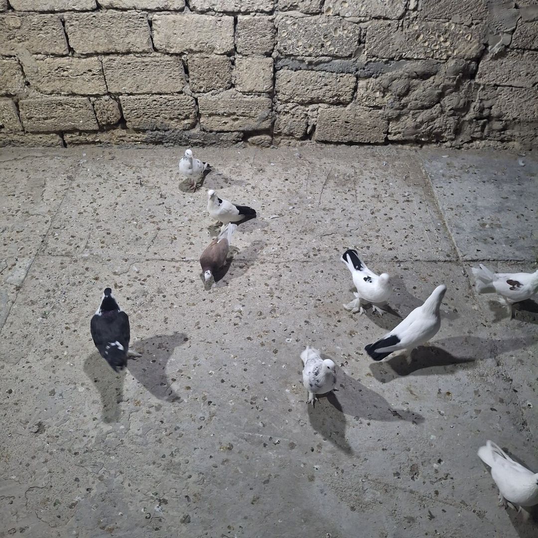 Göyərçinlər — Quşlar, Bakı (2)