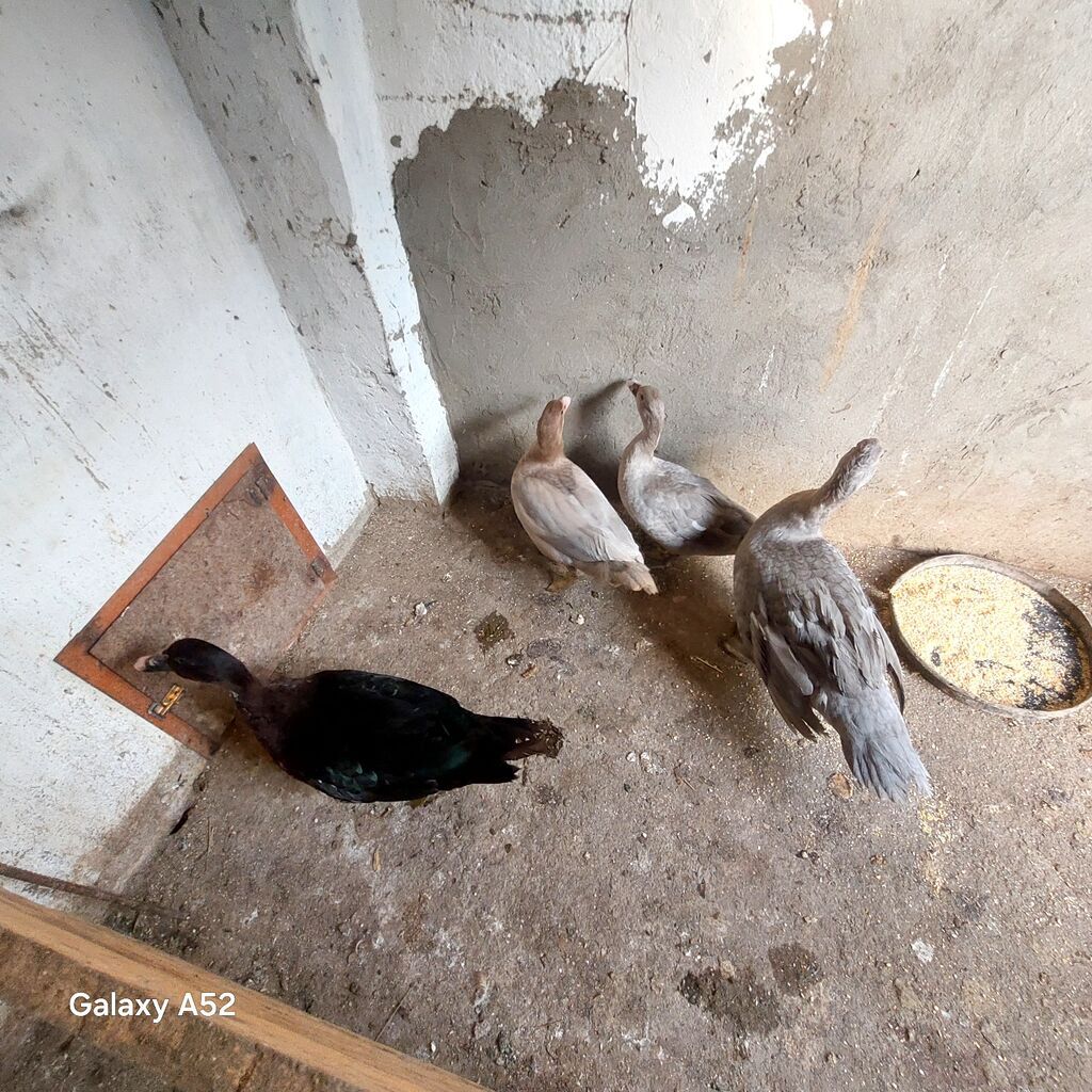 2 Lavanda 1 Fındığı 1 ədəd də Zümrüdü Lal ördəy satılır orginal — Digərləri, Digah (3)