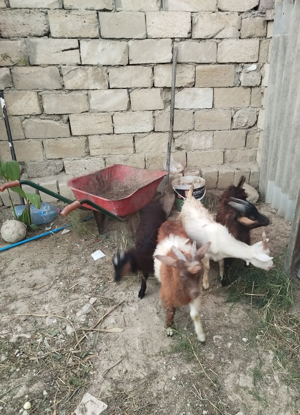 7 ədəd 3 .4 ayliq çəpişlərdi hamisi sağlam heyvanlardi 5 i erkəydi 2 — Kənd təsərrüfatı heyvanları, Bakı (4)