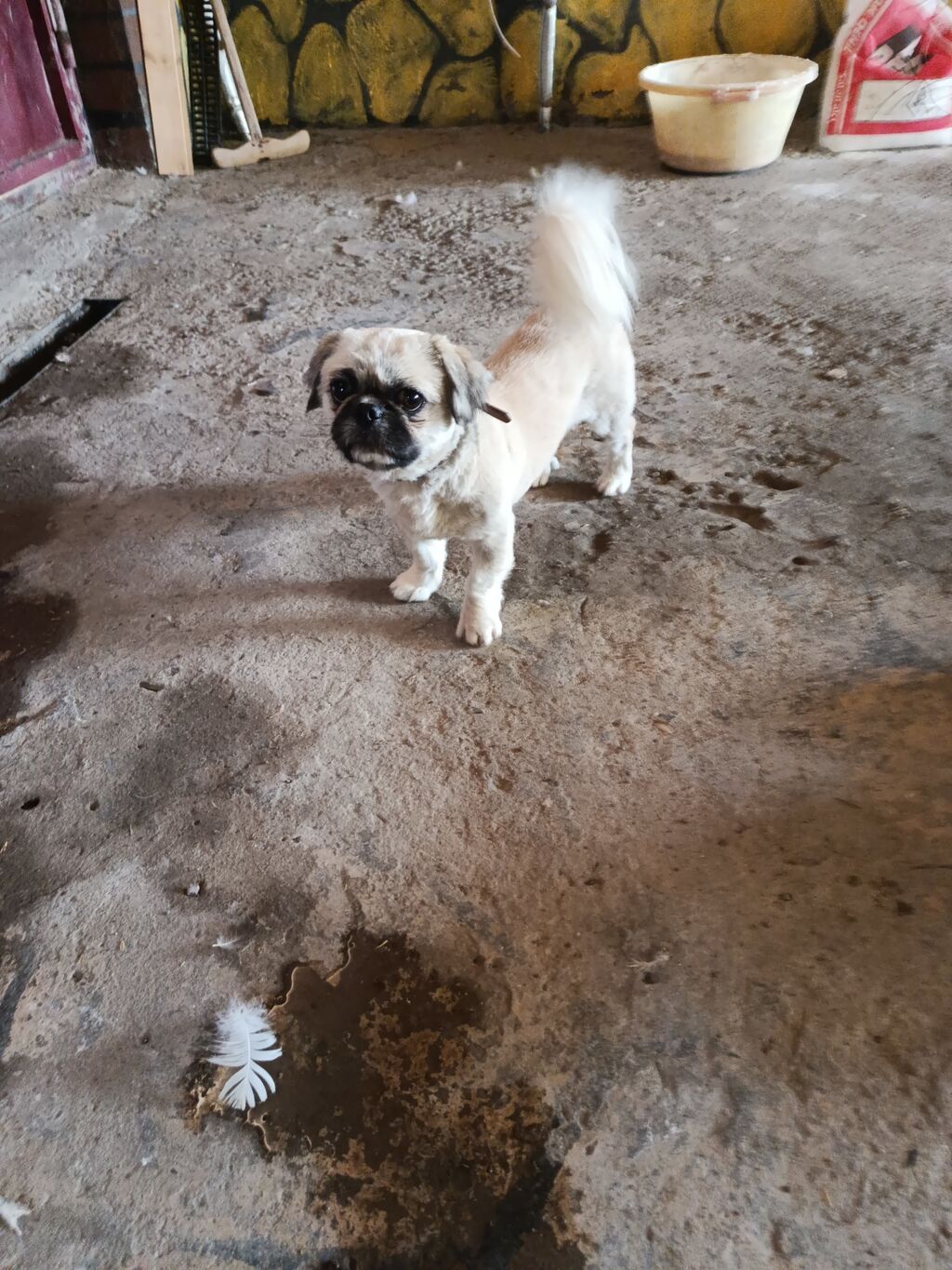 Pekines, 1 il, Erkək, Peyvəndli, Ödənişli çatdırılma — Köpəklər, Gəncə (3)