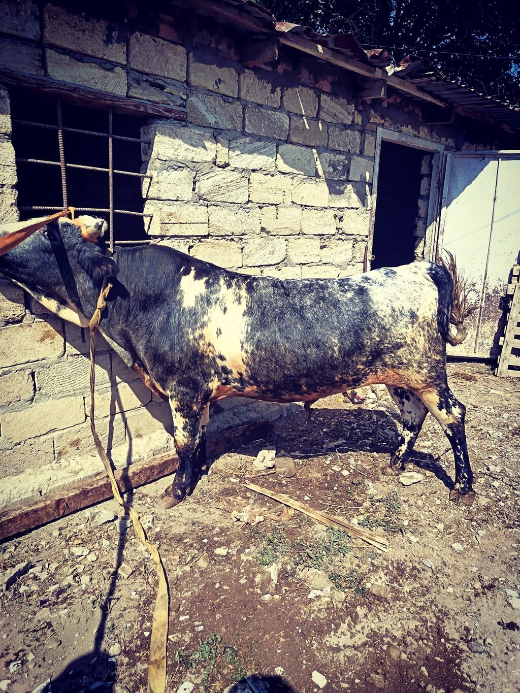 Erkək, il: 2, 185 kq, Ətlik, Ünvandan götürmə — Kənd təsərrüfatı heyvanları, Sanqaçal (2)