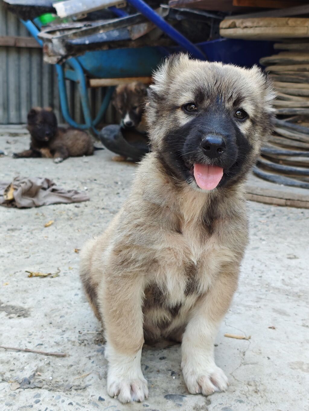 Qafqaz çoban iti, 1 ay, Erkək, Peyvəndli, Ünvandan götürmə, Pulsuz çatdırılma, Ödənişli çatdırılma — Köpəklər, Mingəçevir (3)