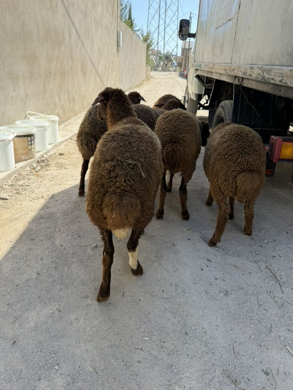 Salam aleyküm 6 baş super erkey quzullar satllırkom285 mantadı. Tek — Kənd təsərrüfatı heyvanları, Digah (3)
