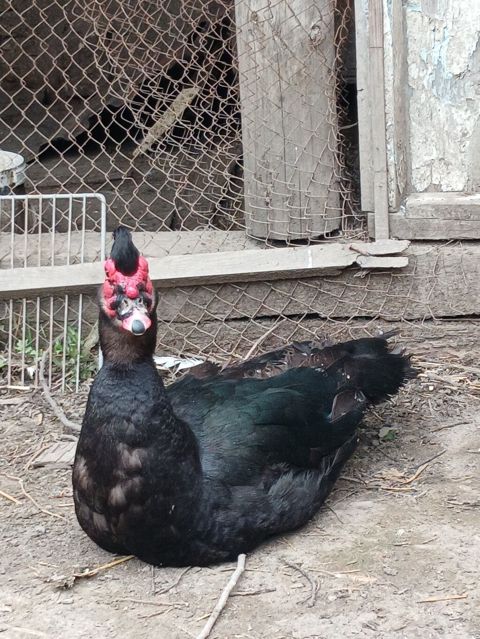 Agir cekili 2 ərkeydi 1 zümrüt 1 krasnadar biri 45 manat ünvan — Birds — Other