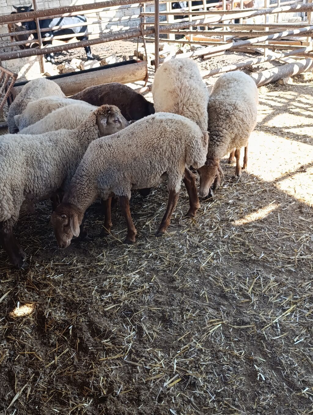 Salam heyvanlar 1 dişi 2 ərkek satilir ən kök heyvanlardi içlerinde — Kənd təsərrüfatı heyvanları, Digah (4)