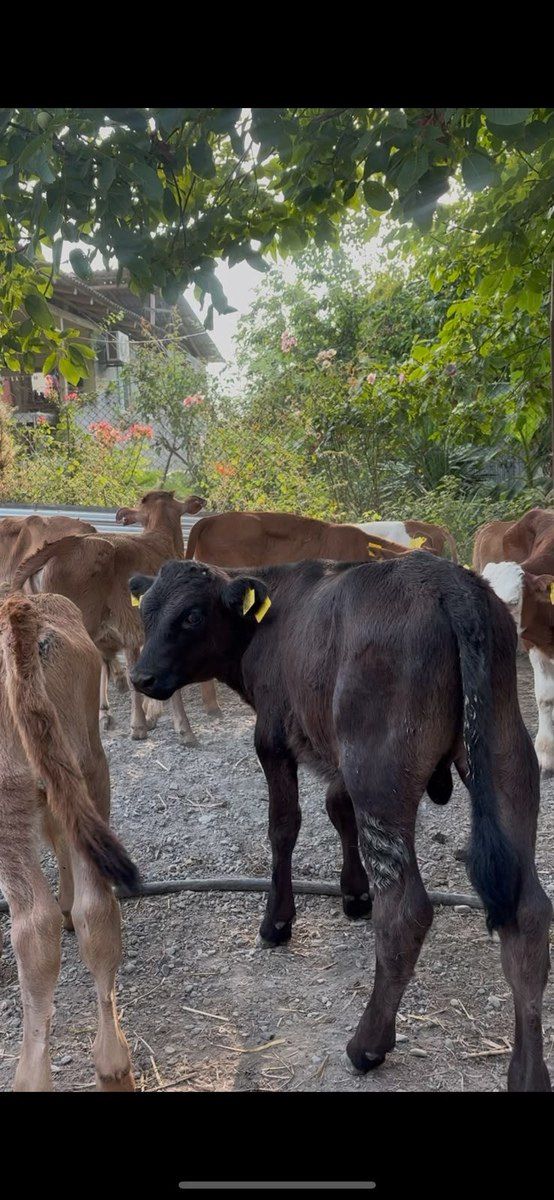 Buzovlar — Kənd təsərrüfatı heyvanları, Şəki (9)