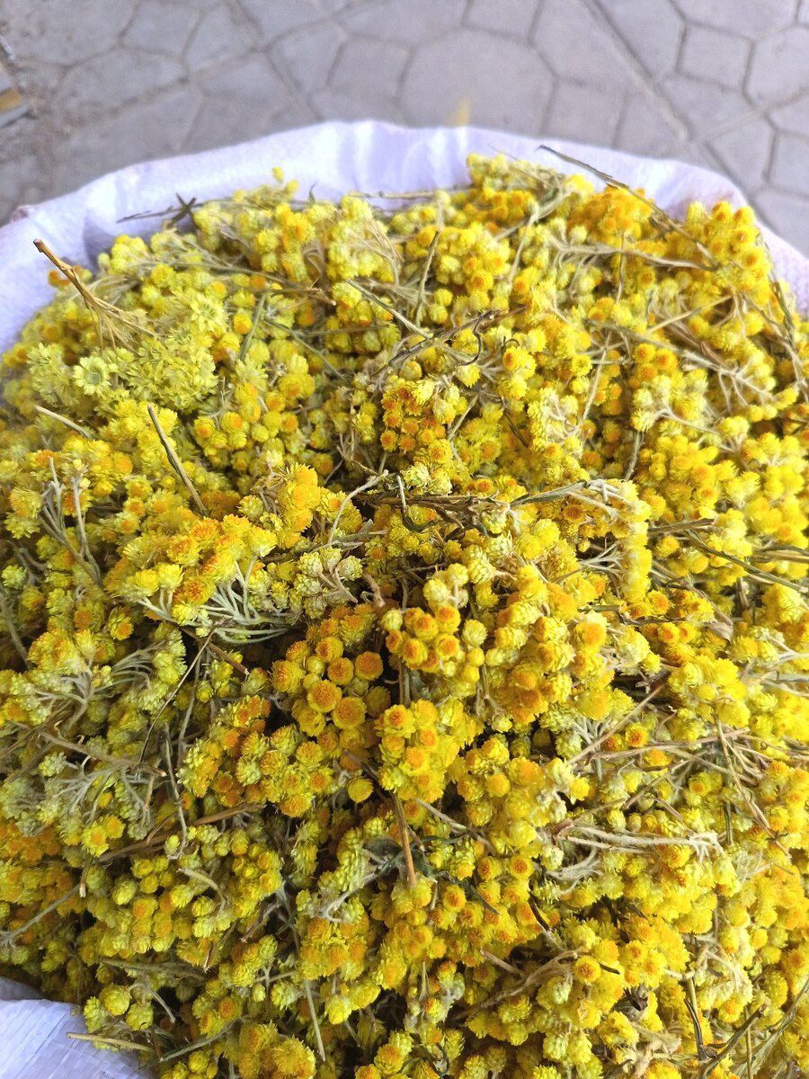 Solmazçiçəyi — Bitkilər, Bakı (3)