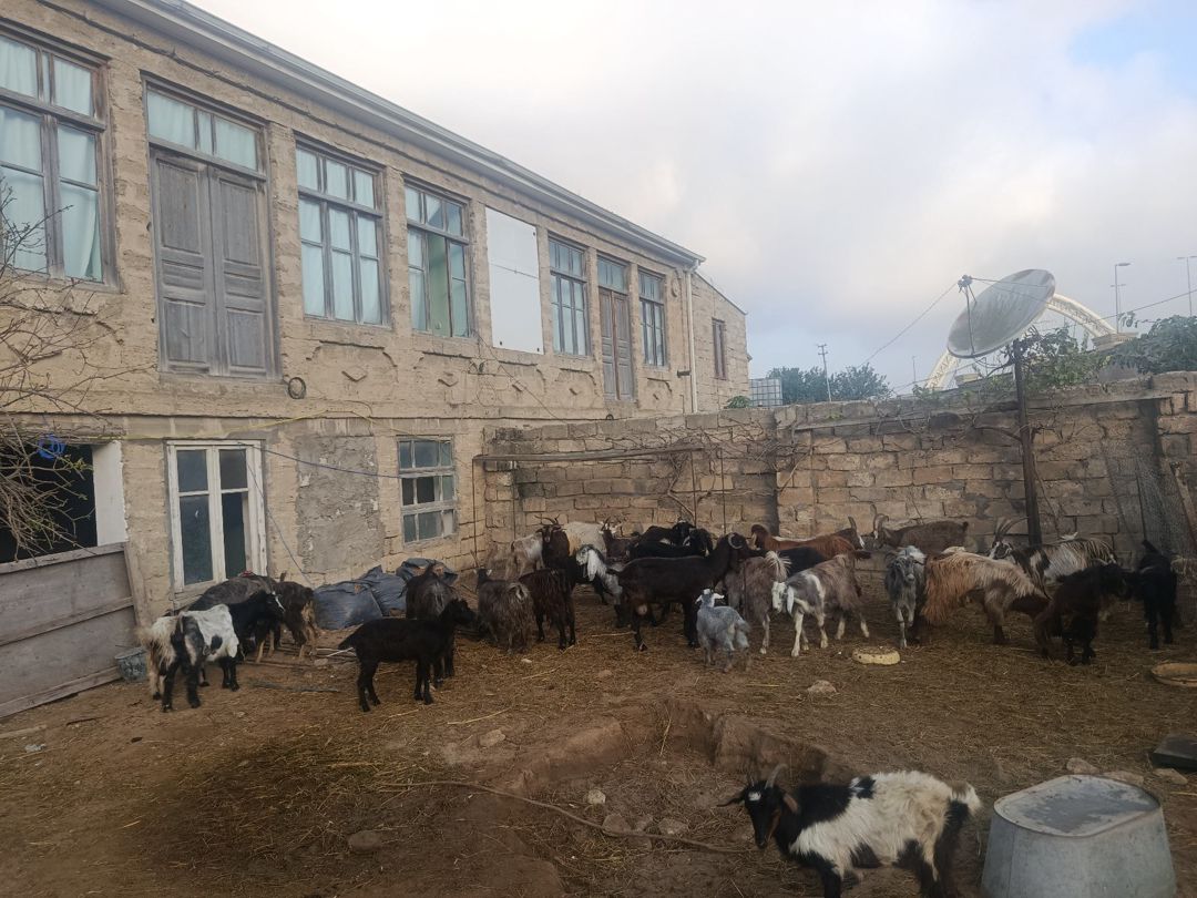 Hələb keçiləri — Kənd təsərrüfatı heyvanları, Bakı (2)