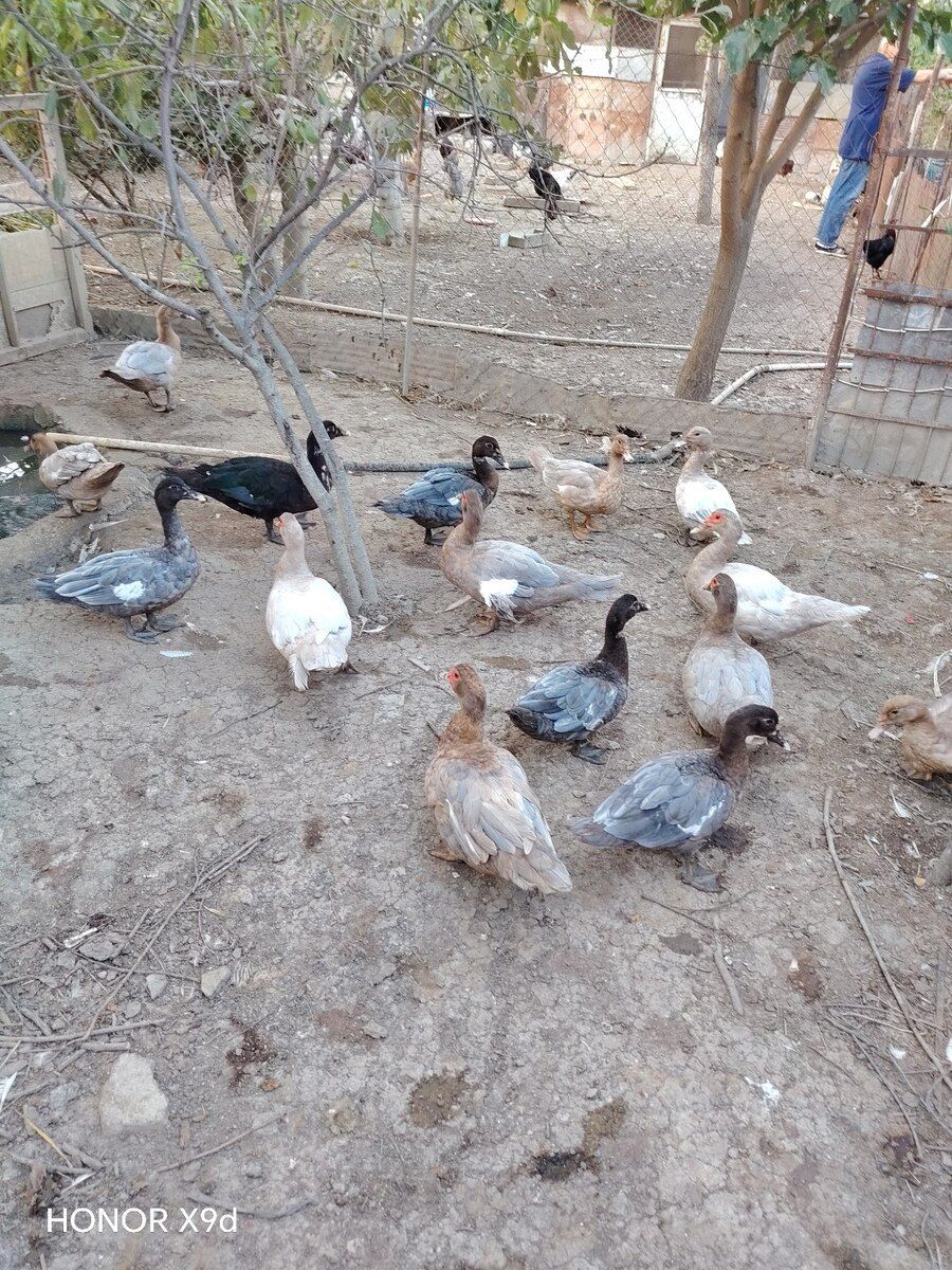 Ördəklər — Quşlar, Sumqayıt (3)