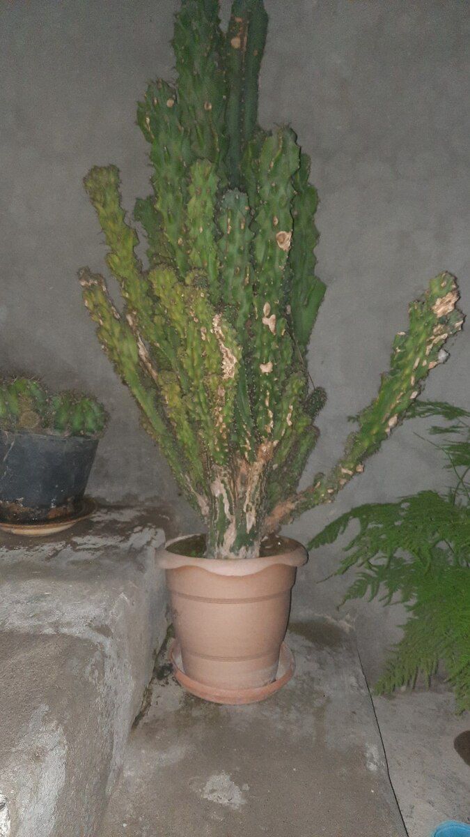 Otaq bitkiləri — Bitkilər, Şəki