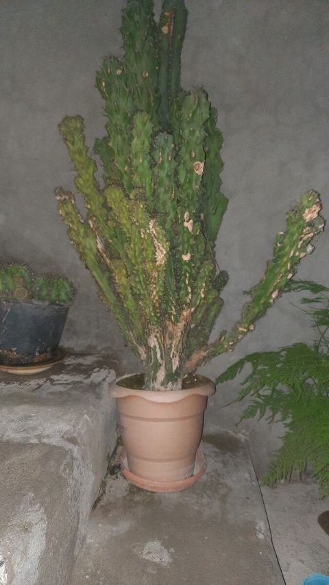 Otaq bitkiləri — Şəki