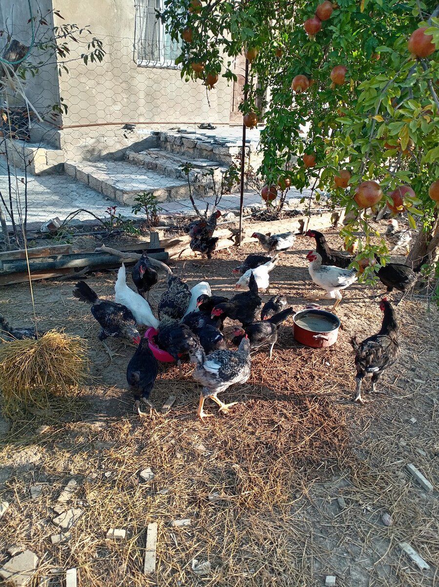 Xarkov quşları — Quşlar, Sumqayıt (3)