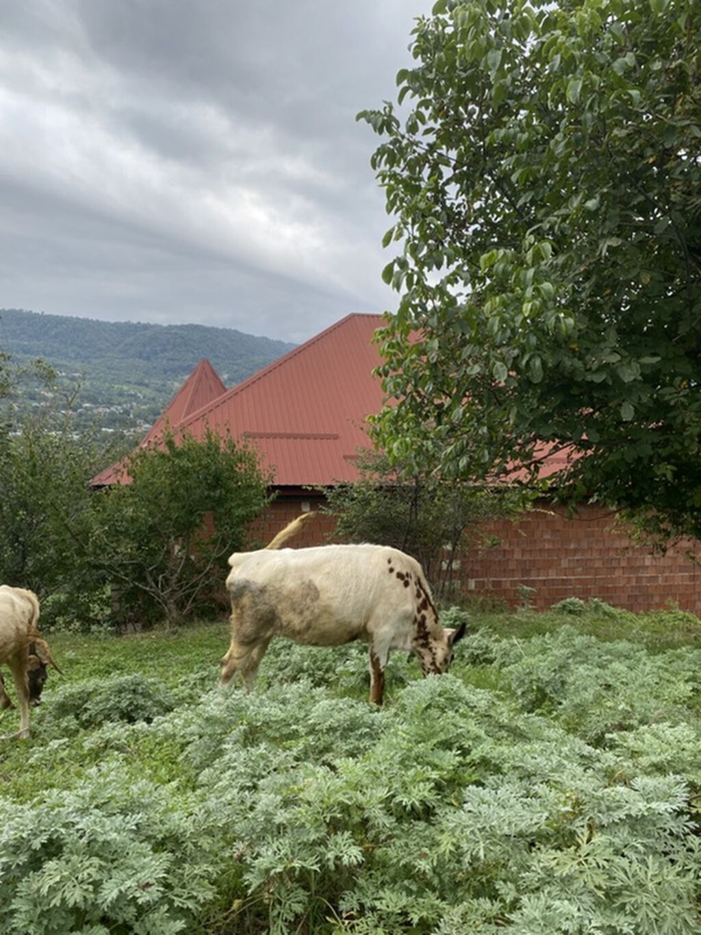 Dişi, il: 7, 65 kq, Südlük — Kənd təsərrüfatı heyvanları, Qusar (2)