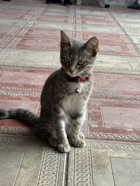 Tabbi, Dişi — Gəncə