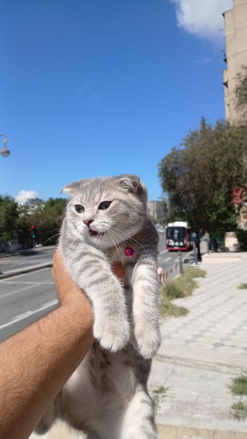 Şotland yastı qulaq, Dişi, Yaxşı əllərə — Bakı