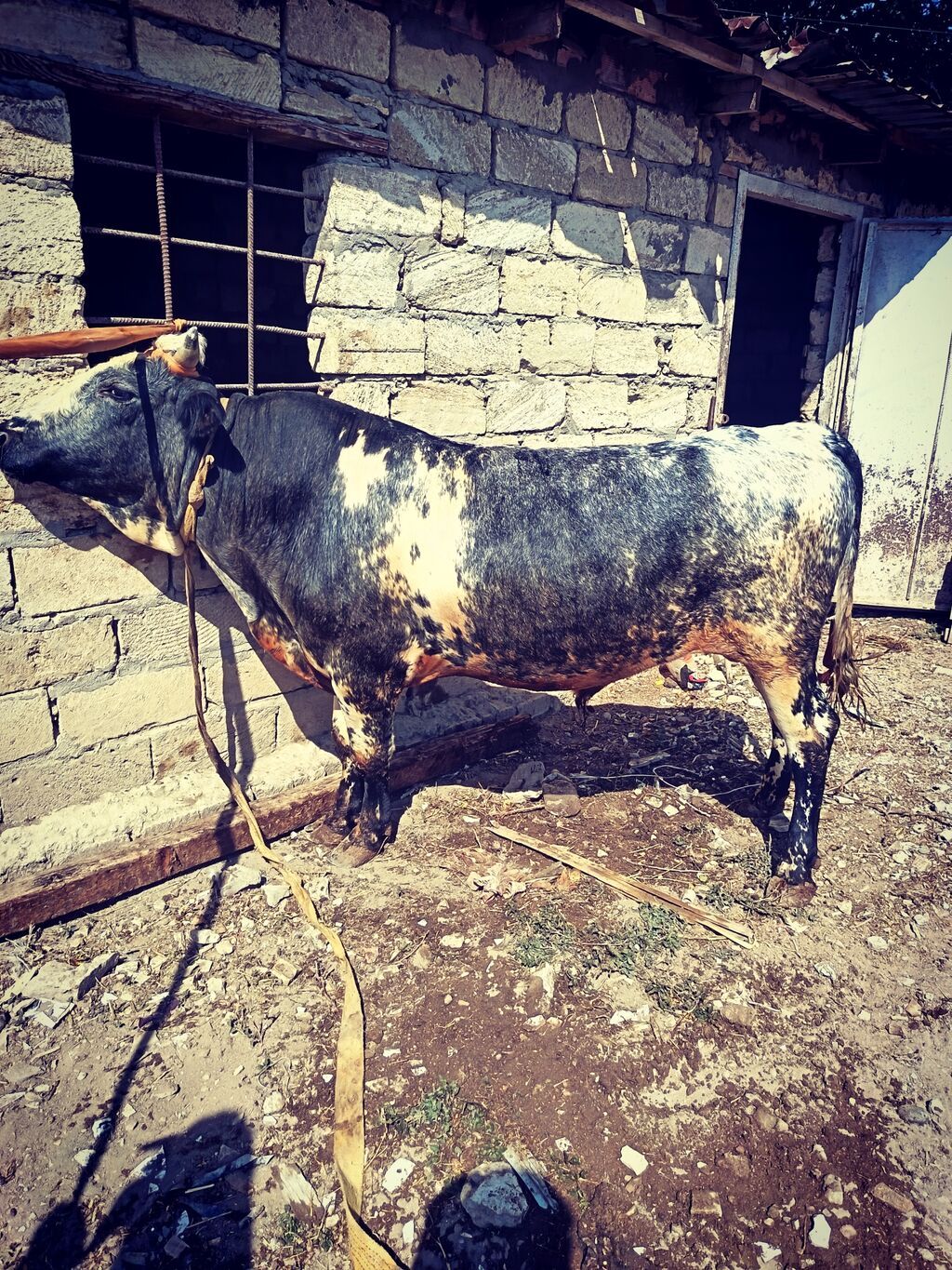 Erkək, il: 2, 185 kq, Ətlik, Ünvandan götürmə — Kənd təsərrüfatı heyvanları, Sanqaçal (3)