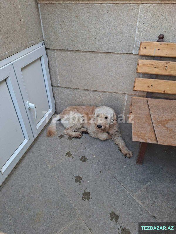 Pudel it — Köpəklər, Bakı (2)