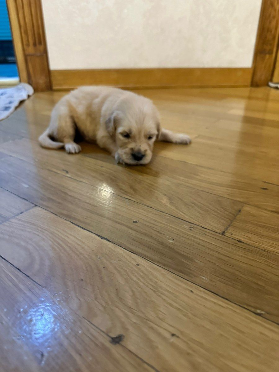 Golden Retriver balaları — Köpəklər, Bakı (4)