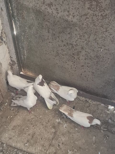 Göyərçinlər — Bakı