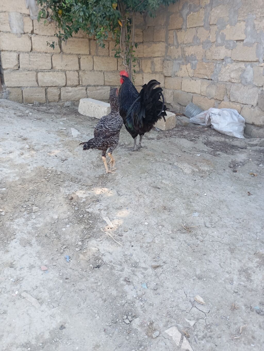 Toyuq, Damazlıq, Ünvandan götürmə — Toyuq və xoruz, Xırdalan (2)