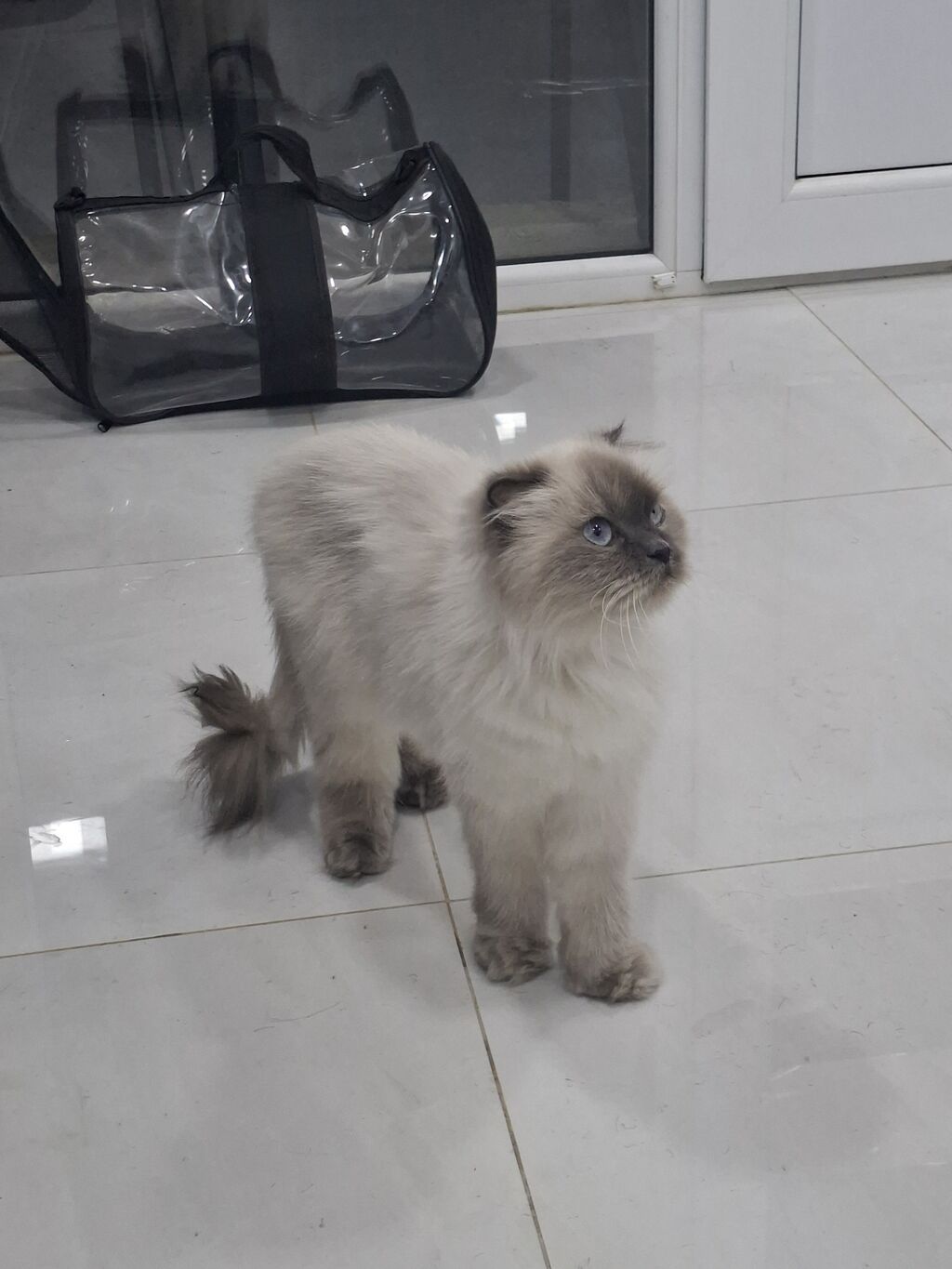 Pera adlı safqanlı pişik Növ: Pişik Cins: British Blue Point — Pişiklər, Bakı