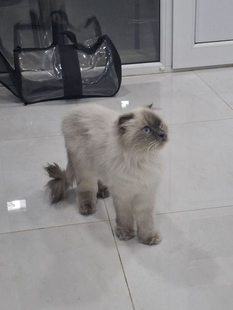Pera adlı safqanlı pişik Növ: Pişik Cins: British Blue Point — Bakı